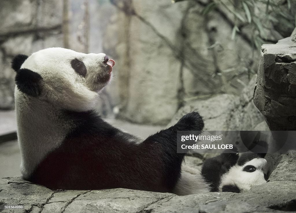 US-ANIMALS-MEDIA-PANDA-ZOO