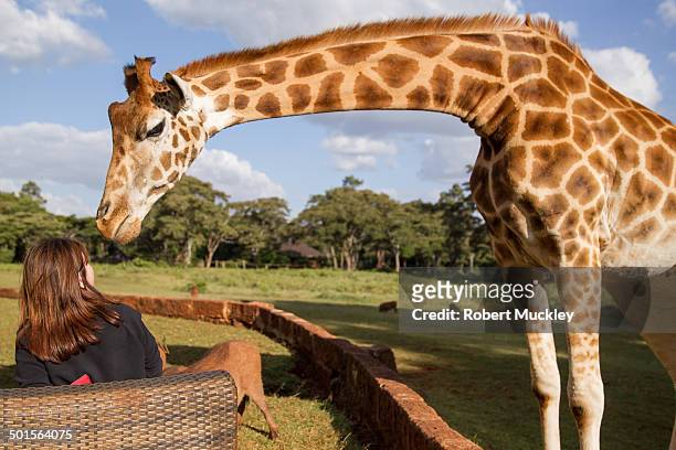 giraffe kiss - white giraffe bildbanksfoton och bilder