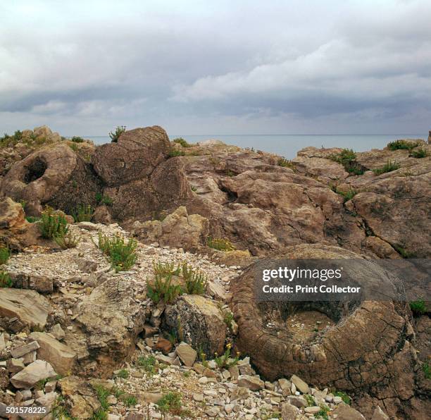 Fossil Forest Dorset Photos and Premium High Res Pictures Getty Images