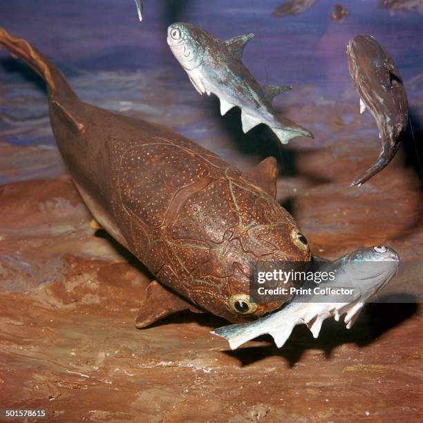 Devonian model of a Coccosteus attacking a Diplacanthus, from the British Museum's collection.