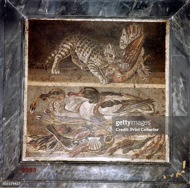 Roman mosaic of a cat with ducks, Pompeii, Italy.