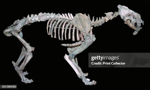 Fossil skeleton of a sabre-toothed tiger from Rio Araco, Argentina.