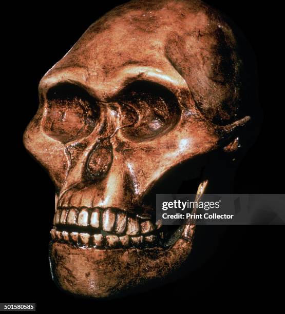 Skull of Australopithecus Africanus from Transvaal.