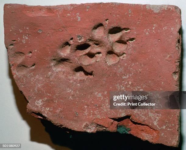 Roman tile with a dog's footprint at Fishbourne Roman palace near Chichester in Sussex, 3rd century.