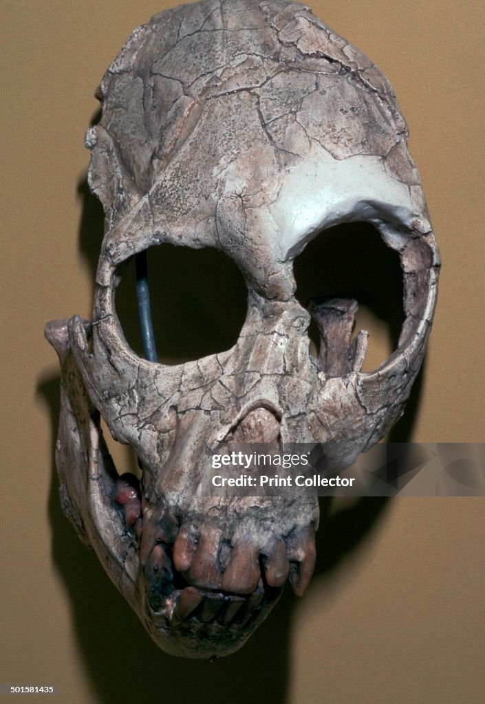 Skull of Proconsulus Africanus.