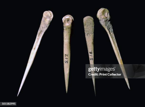 Neolithic bone pins from the Skara Brae Neolithic settlement. From the Tankernges House Museum's collection, Orkney.