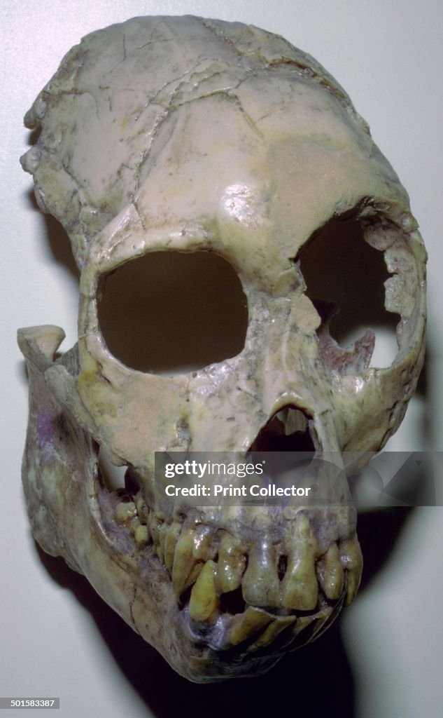 Skull of Proconsul Africanus.