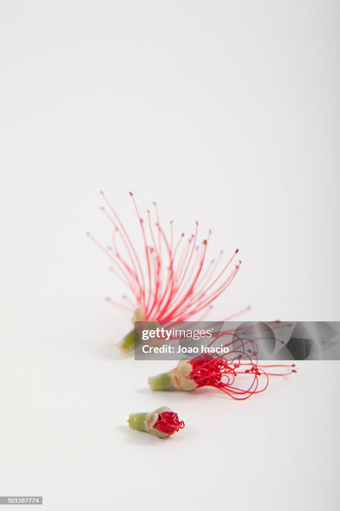 Pohutukawa flower