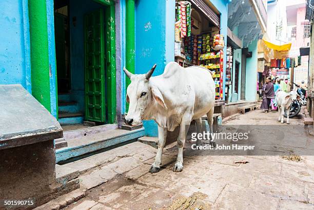 bull in street scene, varanasi, india - uttar pradesh fotografías e imágenes de stock