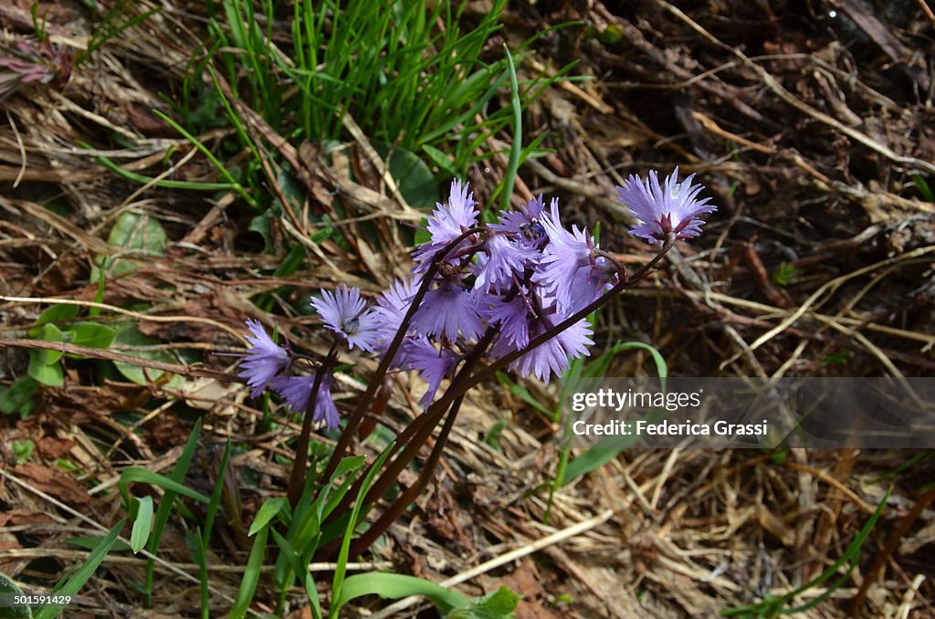 Alpine Snowbell