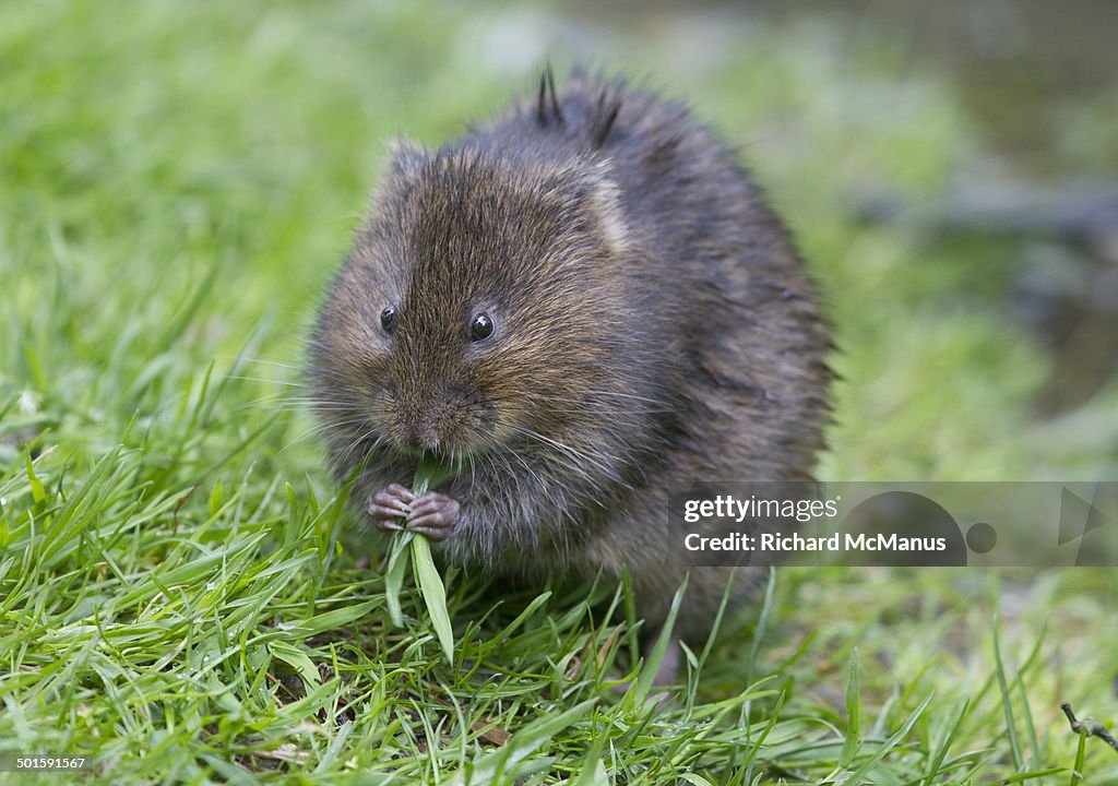 Water vole eating grass.