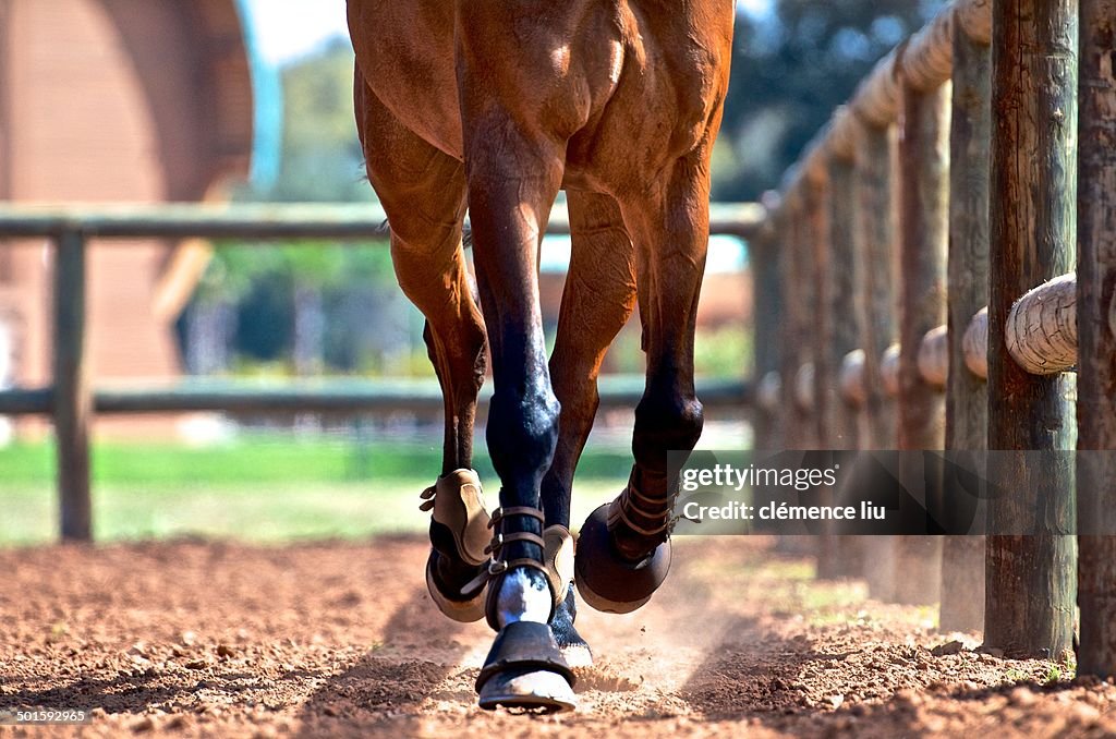 Horse's legs