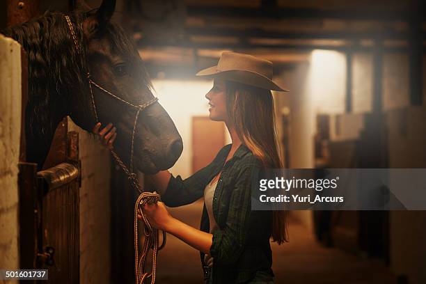 the horse whisperer has arrived - beautiful horse stock pictures, royalty-free photos & images