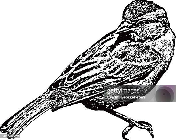 sparrow isolated on white background - looking back stock illustrations