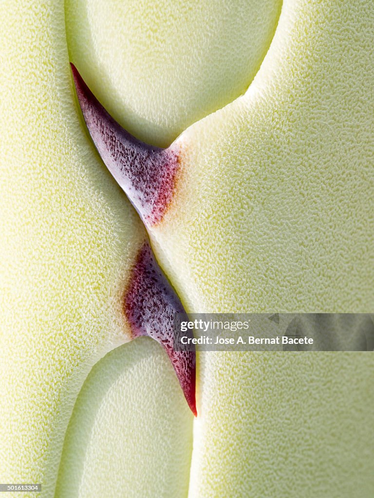 Detail of the leaves of Agave's plant