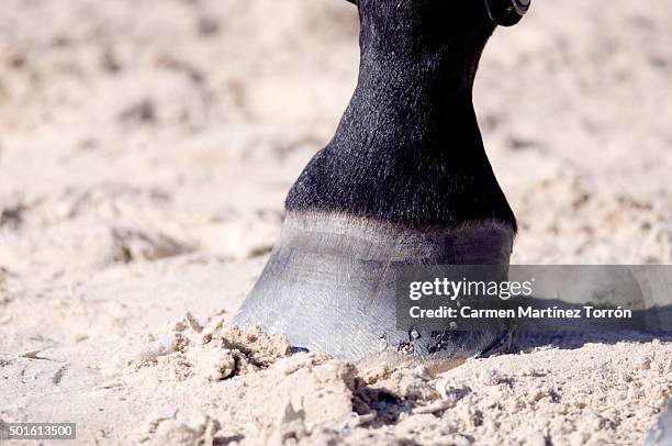 horse's hooves - hoof stock pictures, royalty-free photos & images