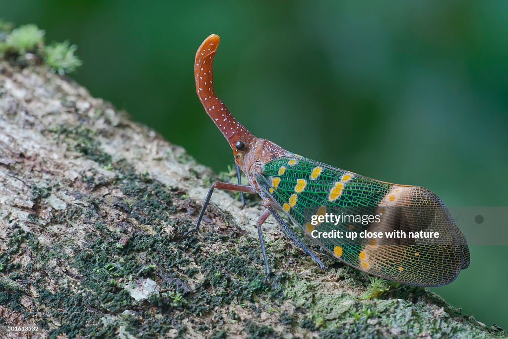 Pyrop Laternbug Macro Image Of A Lantern Bug Pyrops Karenius High-Res Stock Photo ...