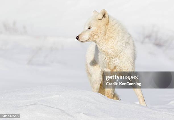 arctic wolf - arctic wolf 個照片及圖片檔