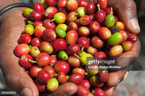 a handful of freshly picked coffee beans - fair trade stock pictures, royalty-free photos & images