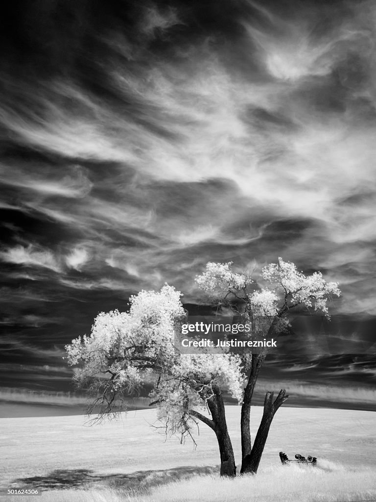 Infrared Palouse Tree