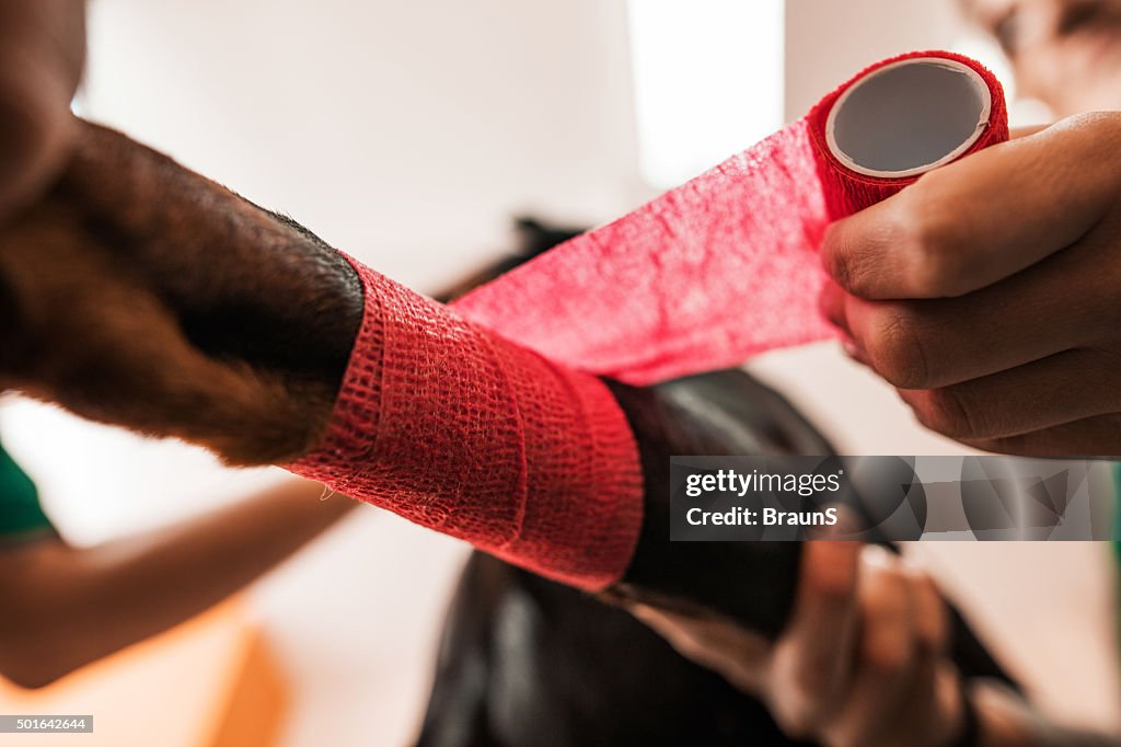 Close up of wrapping dog's leg in a bandage.