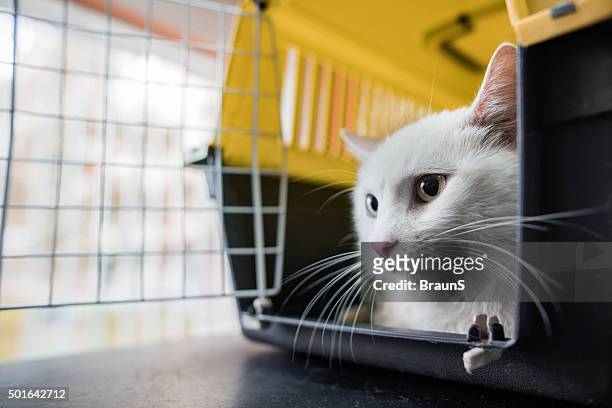 weiße katze in einem käfig befinden. - cat in box stock-fotos und bilder