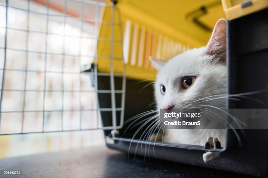 Gato blanco en una jaula.