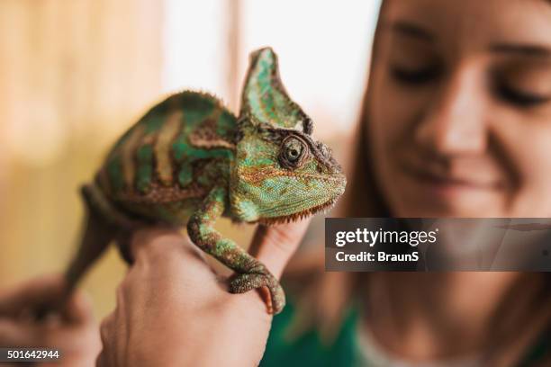 close up of a chameleon in woman's hand. - cameleon stockfoto's en -beelden