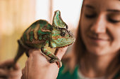 Close up of a chameleon in woman's hand.