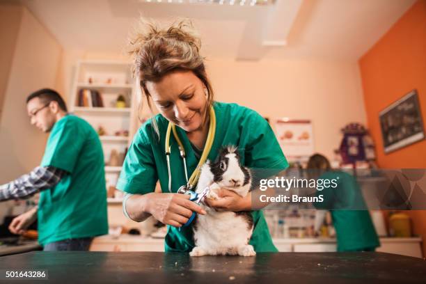 happy female vet using nail clipper on a rabbit. - one in three people stock pictures, royalty-free photos & images