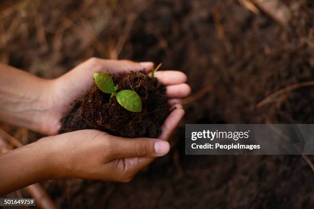 caring for the children of mother nature - sapling stock pictures, royalty-free photos & images