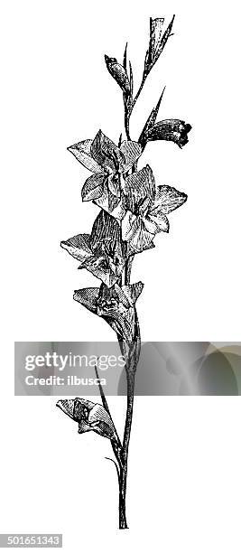 antique illustration of gladiolus ramosus - gladiolus 幅插畫檔、美工圖案、卡通及圖標
