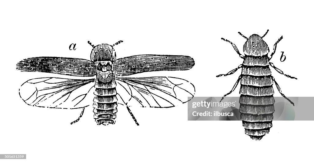 Ilustração de Lampyris noctiluca antigo glow worm (-)