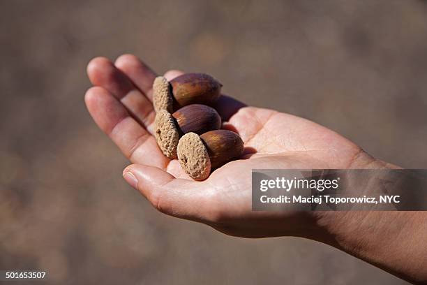 Acorn In Hand Three Acorns Photos and Premium High Res Pictures - Getty Images