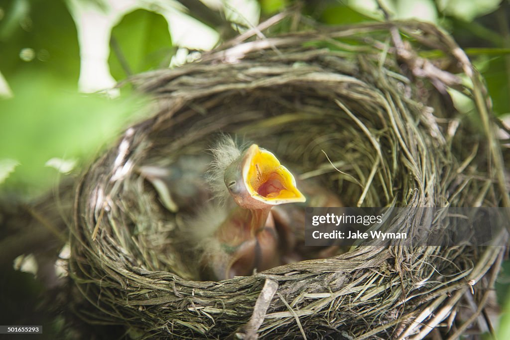 Baby bird in a nest with open mouth