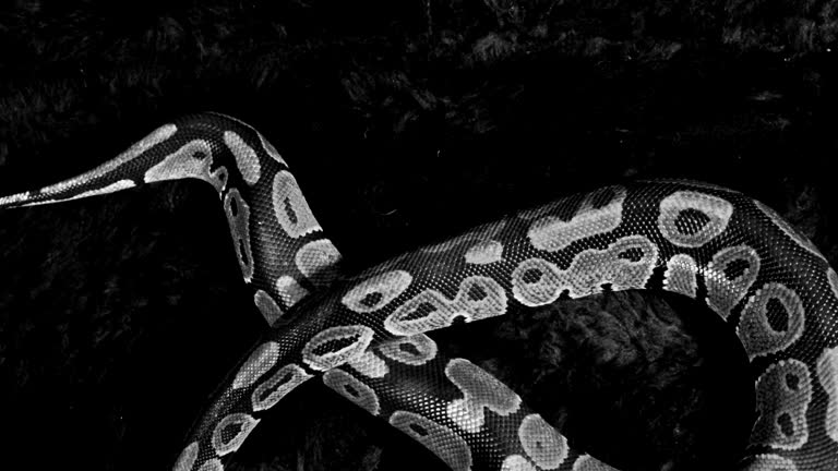 Python Image Black Background 54 Python Black Background Stock Videos, Footage, & 4K Video Clips ...