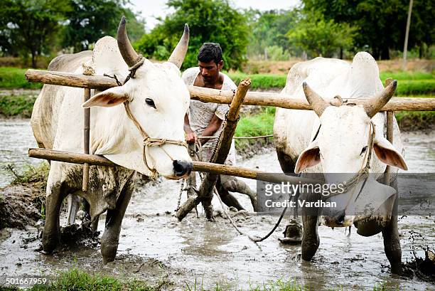 farmer - asian ox stockfoto's en -beelden