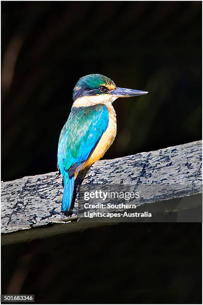 kingfishers, found on lord howe island, majestic and scenically wonderful, is part of new south wales, australia. - lord howe island stockfoto's en -beelden