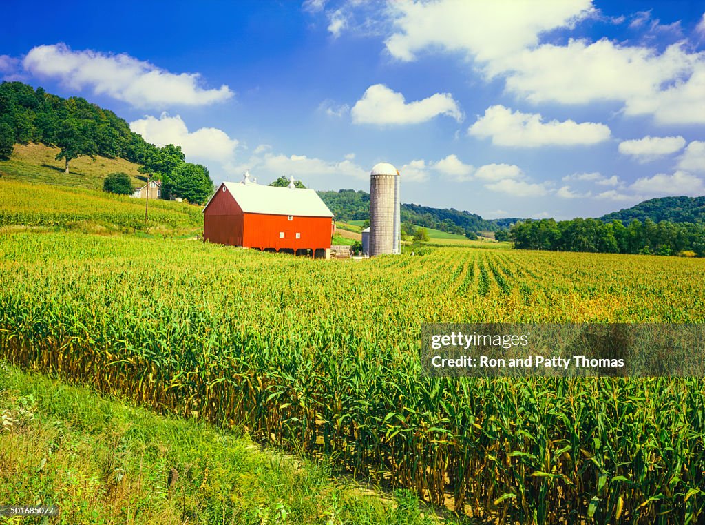 Wisconsin farm und corn field