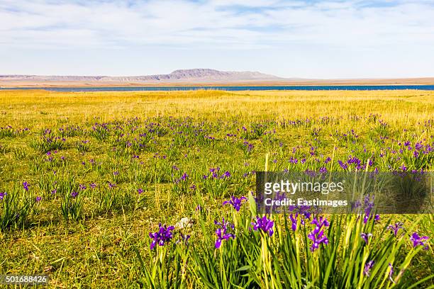 flower nearby lake in tengger desert - orquidea salvaje fotografías e imágenes de stock