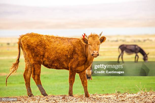 cattle in pasture - jersey cattle stock pictures, royalty-free photos & images