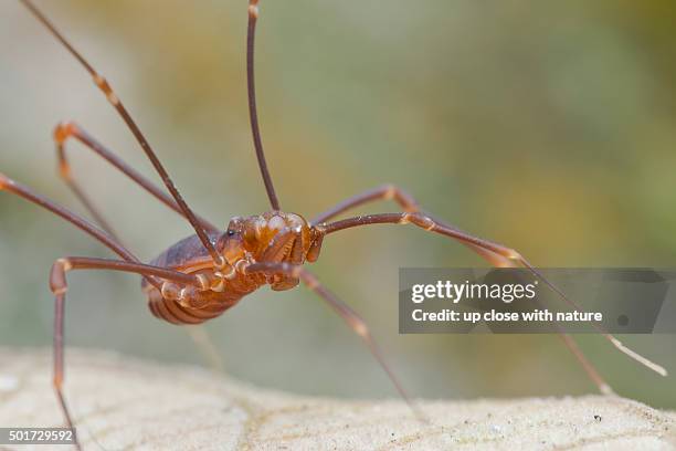 Harvestman Rakes 124 Harvestman Spider Stock Photos, High-Res Pictures, and Images ...