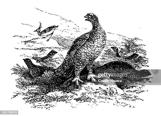 antique illustration of lagopus lagopus scoticus (red grouse) - willow ptarmigan stock illustrations