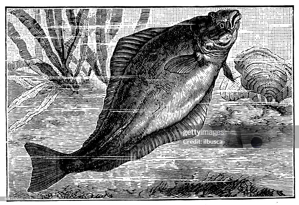 Antique illustration of Atlantic halibut (Hippoglossus hippoglossus)