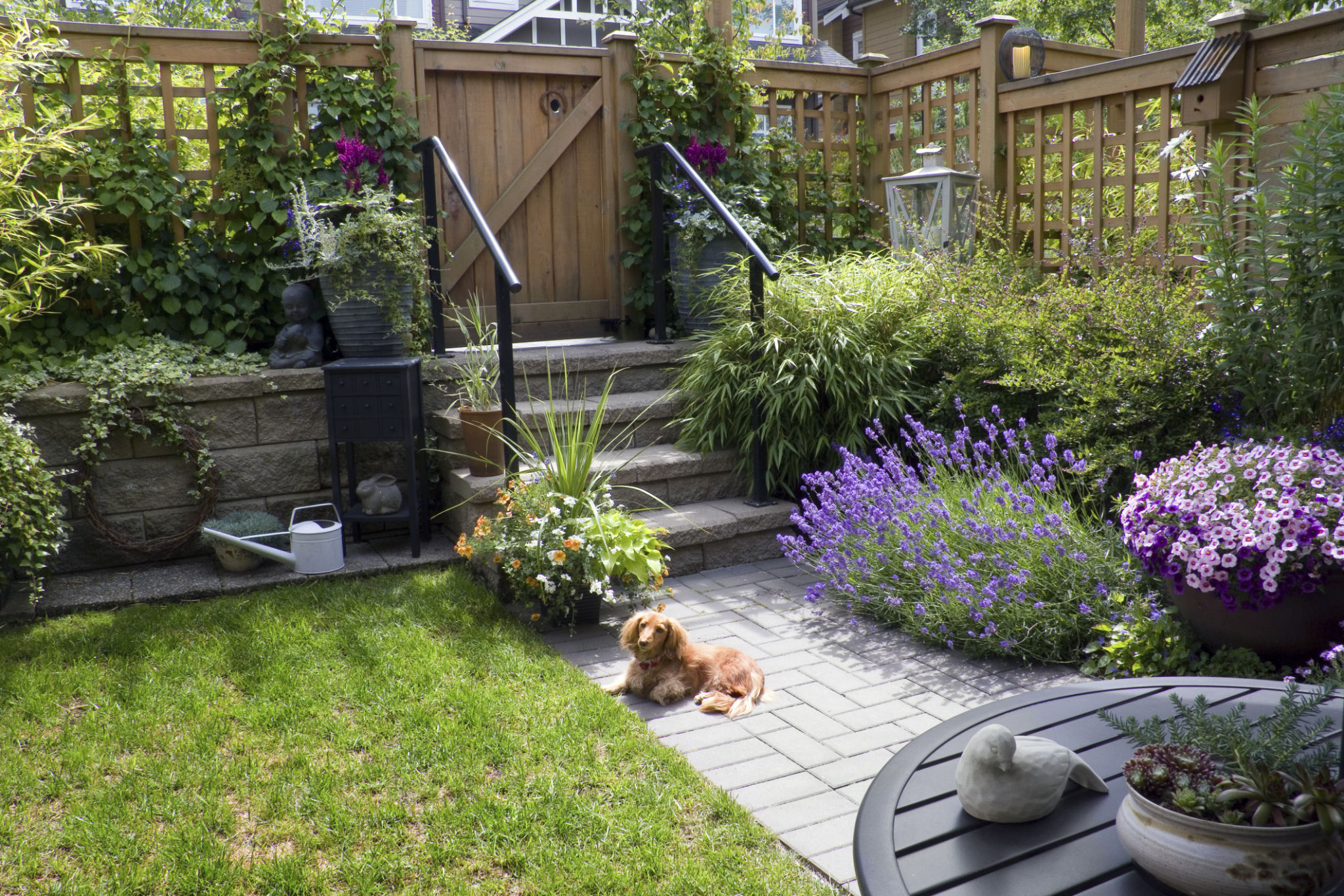 summer dog yard