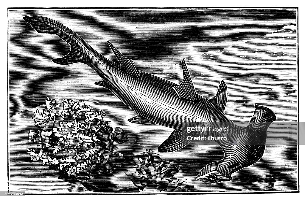 Antique illustration of smooth hammerhead (Sphyrna zygaena)