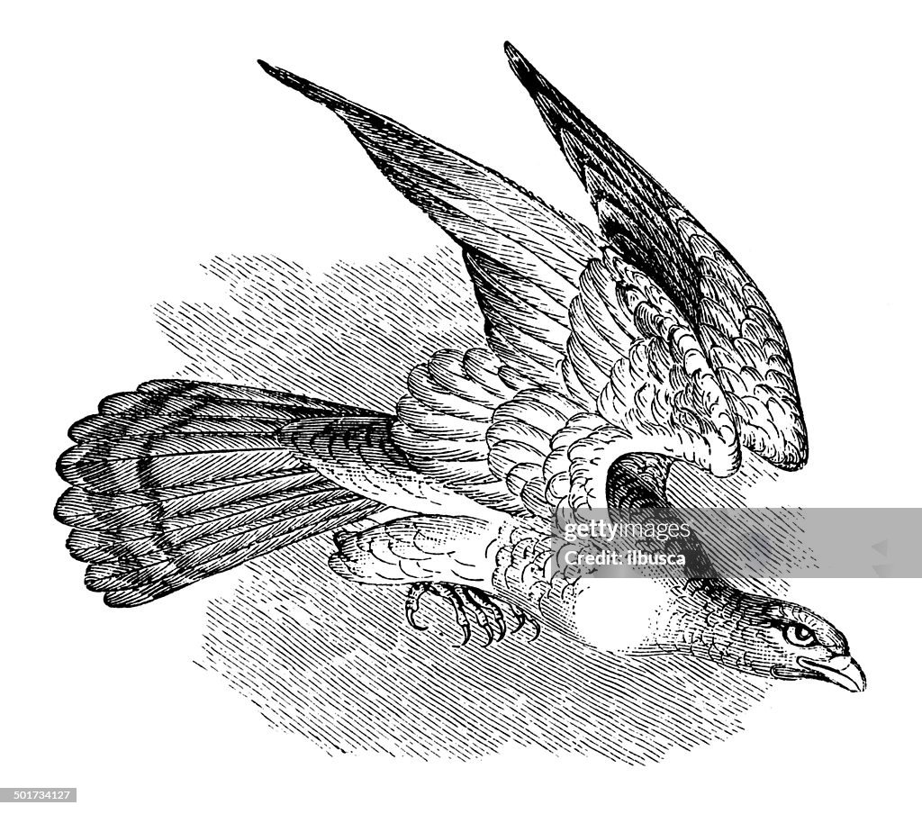 Antique illustration of hen harrier (Circus cyaneus)