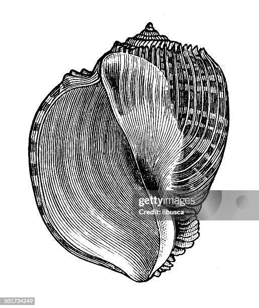 antique illustration of harp shell (harpa imperialis) - harpa stock illustrations