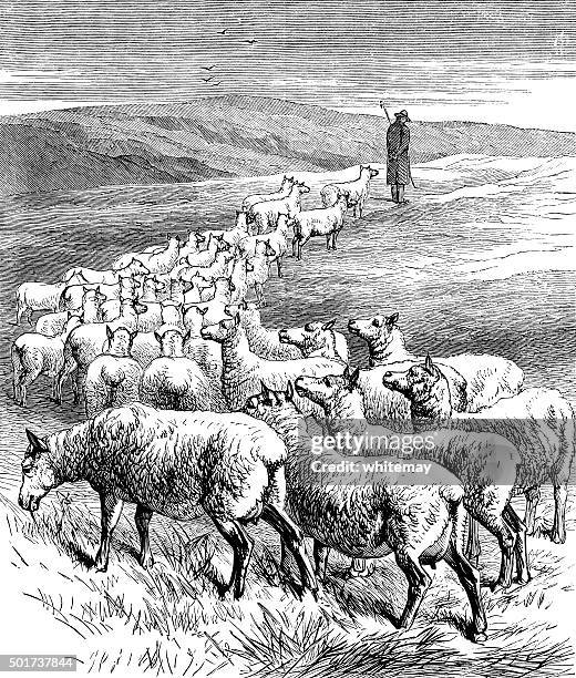 shepherd with a flock of sheep - shepherd stock illustrations
