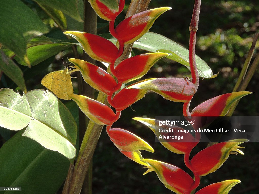 Flores tropicais